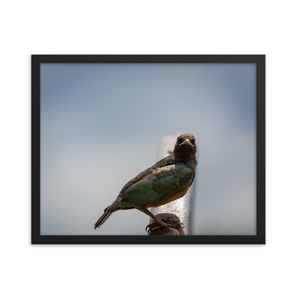 The Juvenile Superb Starling - Enhanced Matte Paper Framed Poster (in)