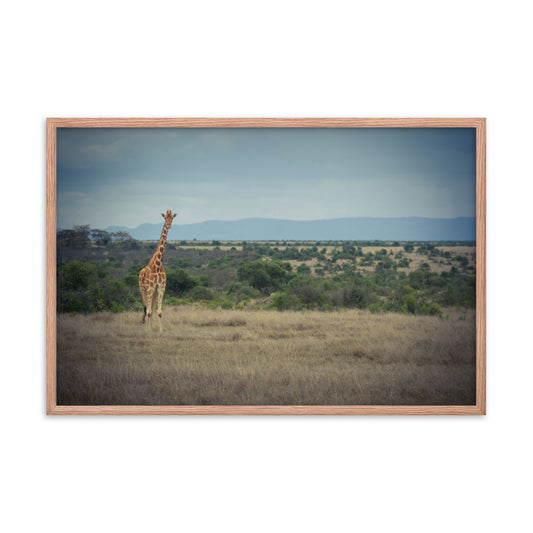 The Curious Giraffe - Matte Framed Poster