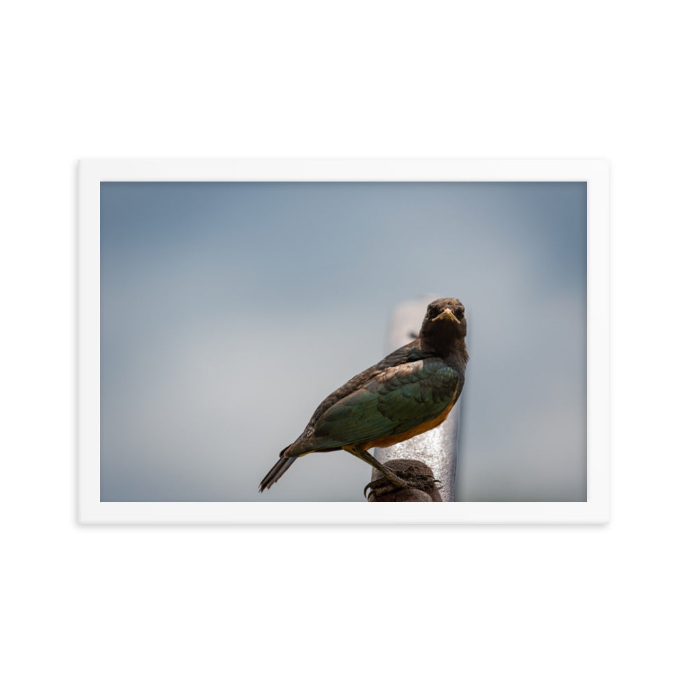 The Juvenile Superb Starling - Enhanced Matte Paper Framed Poster (in)