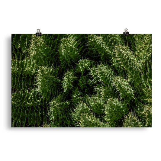 A Thorn Cactus - Poster