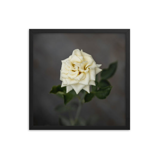 White Rose - Framed photo paper poster