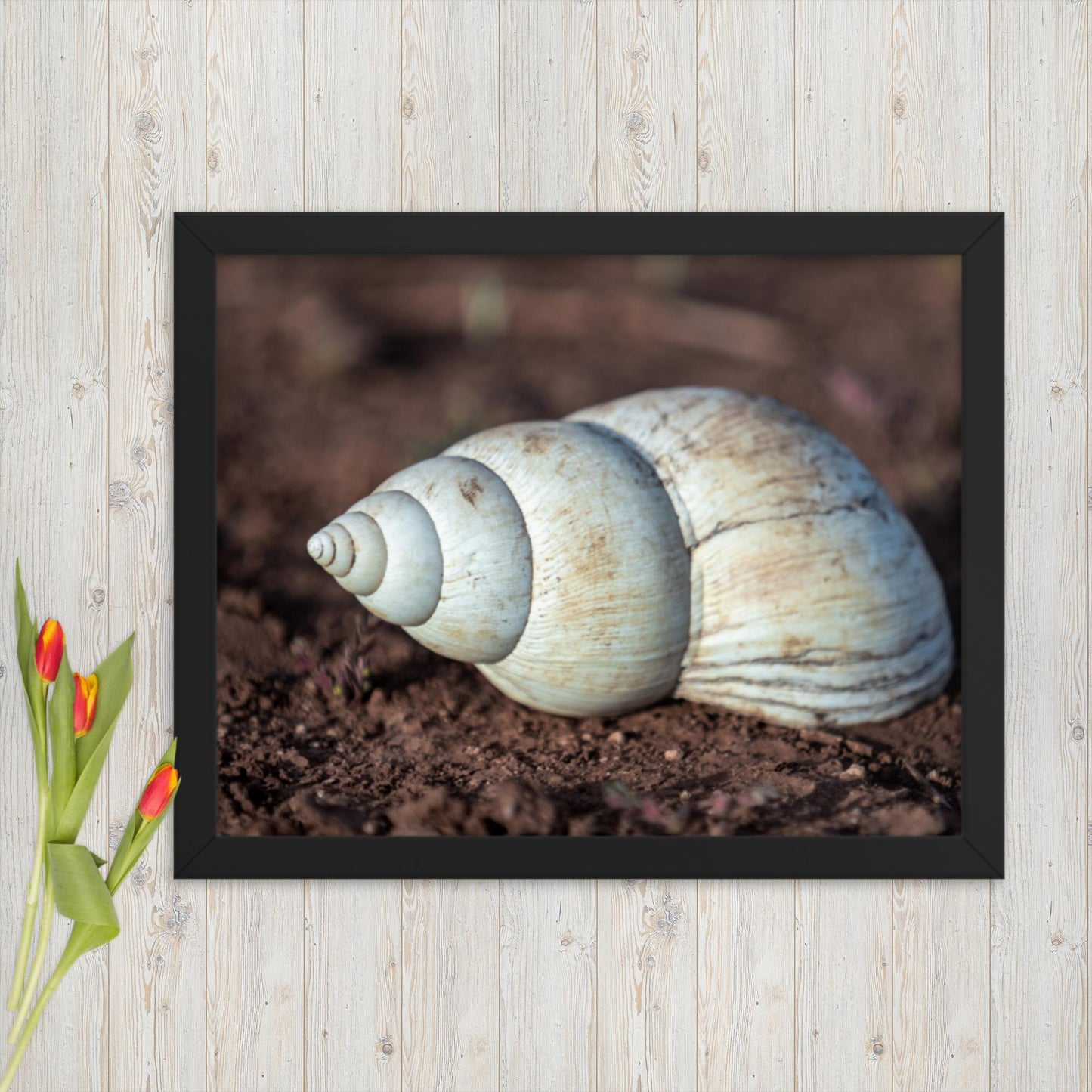 Spiral of Serenity - Giant Snail Shell - Framed poster