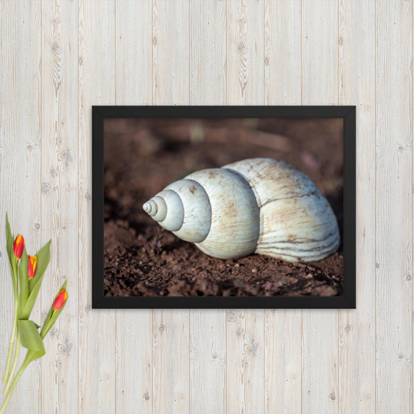 Spiral of Serenity - Giant Snail Shell - Framed poster