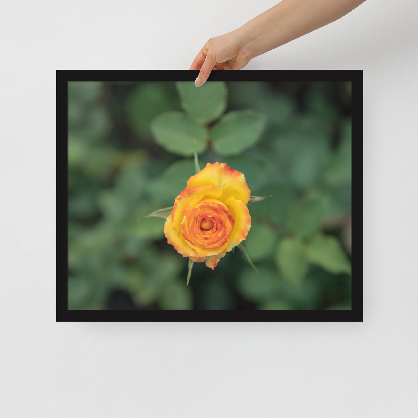 The Allure of the Yellow Rose - Framed poster