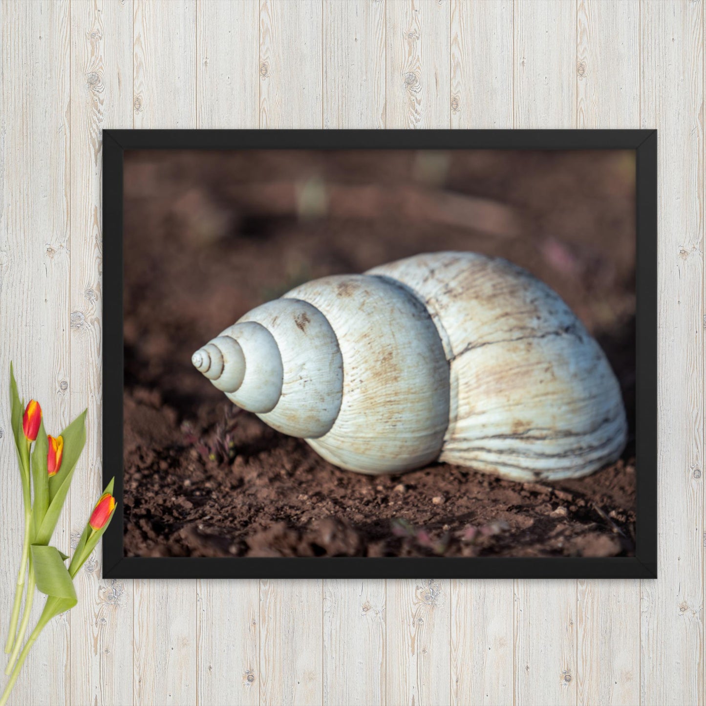 Spiral of Serenity - Giant Snail Shell - Framed poster