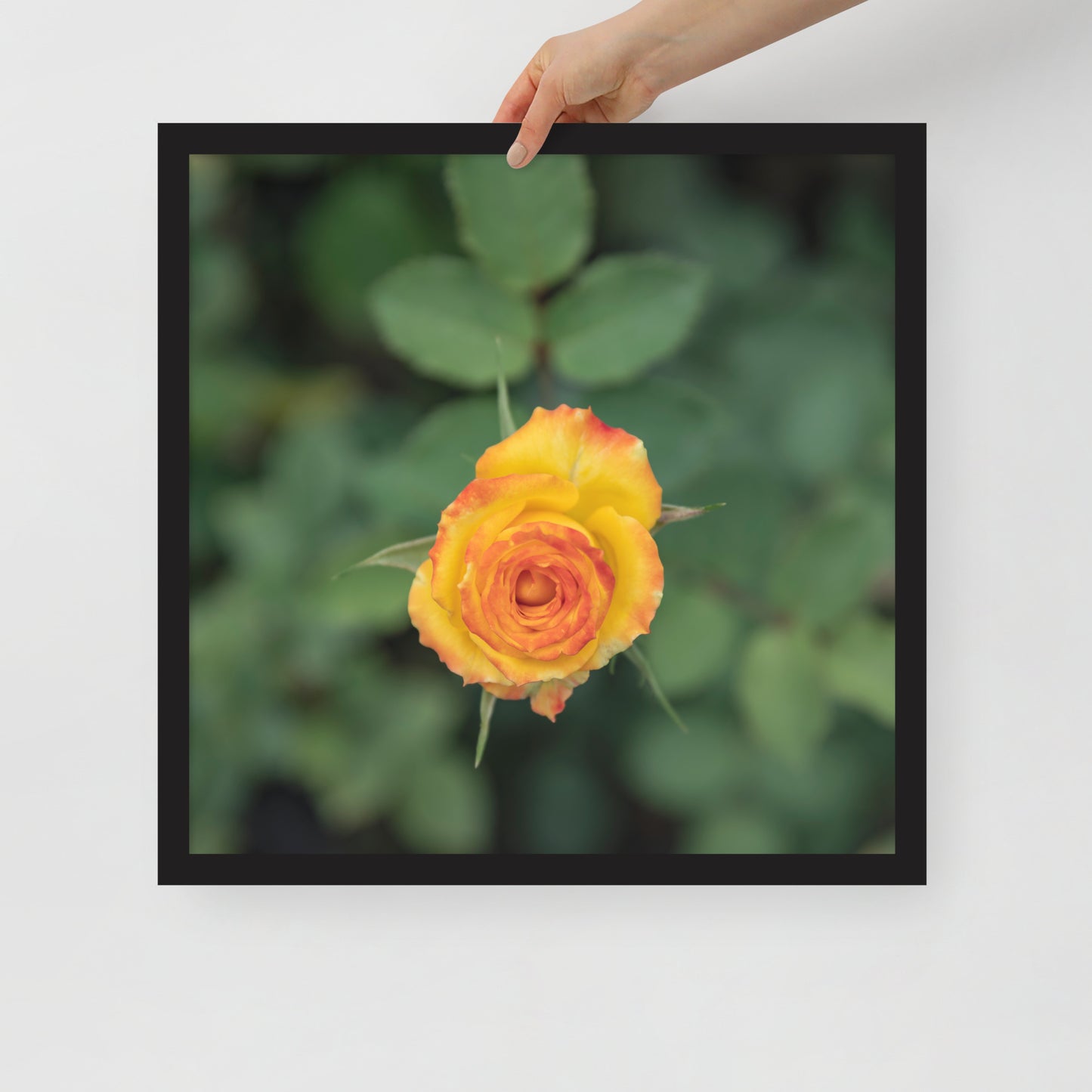 The Allure of the Yellow Rose - Framed poster