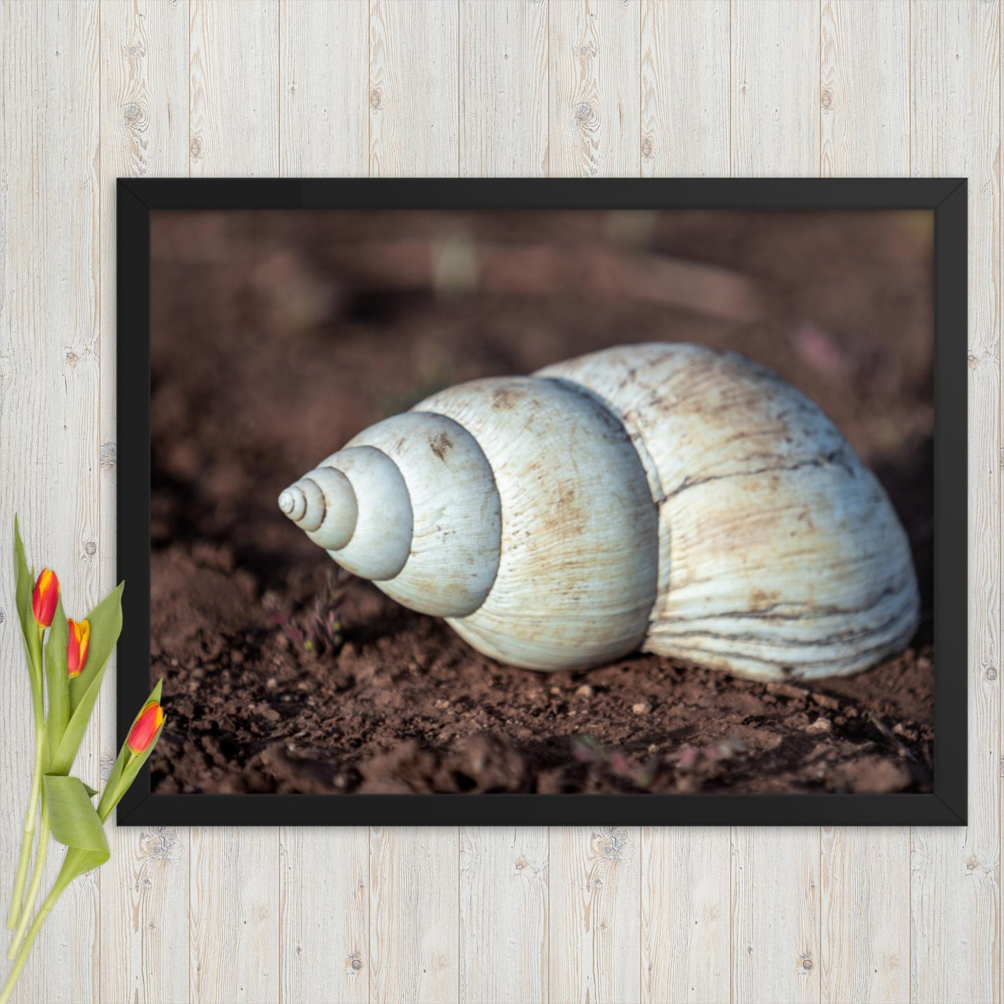 Spiral of Serenity - Giant Snail Shell - Framed poster