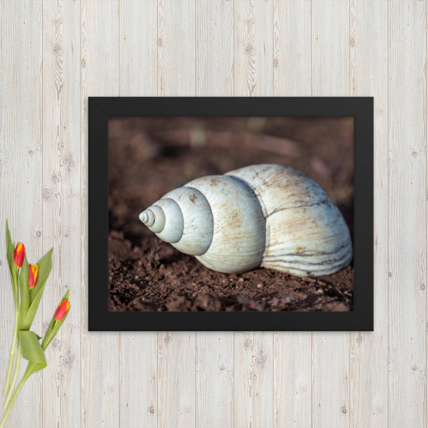 Spiral of Serenity - Giant Snail Shell - Framed poster