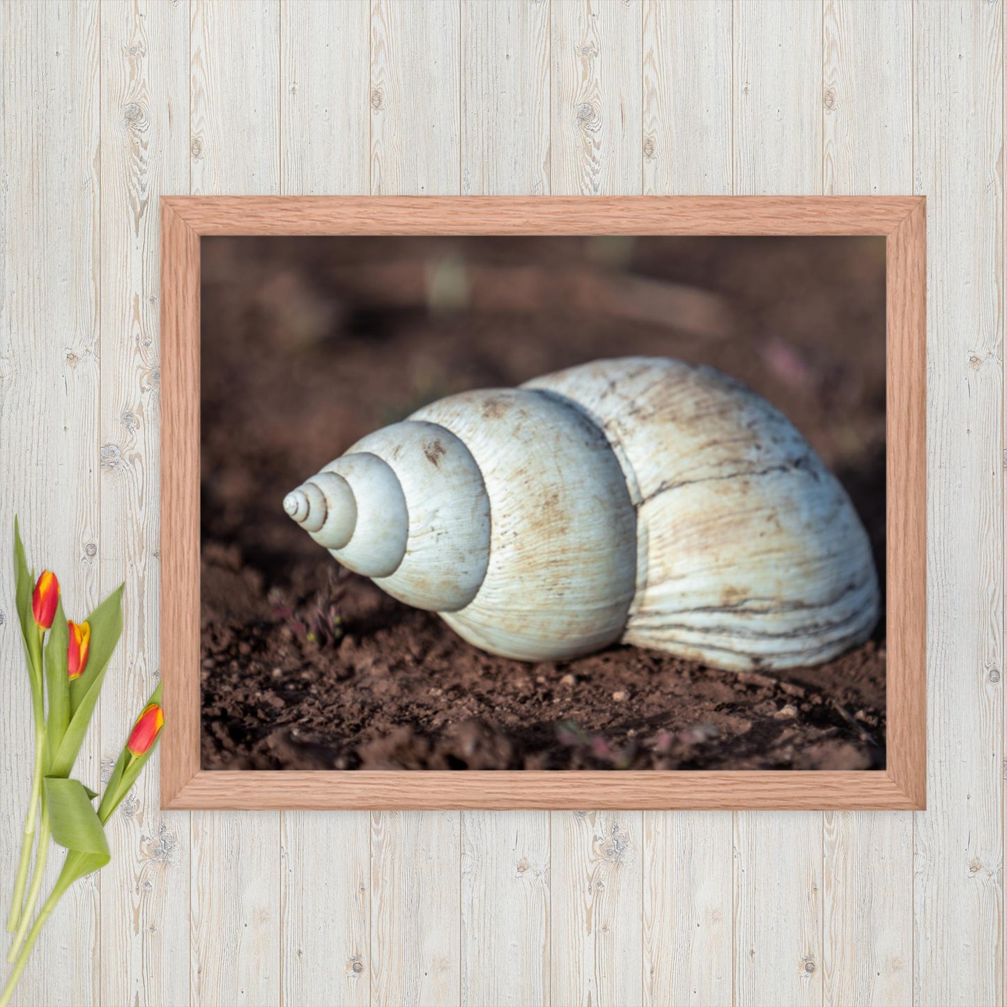Spiral of Serenity - Giant Snail Shell - Framed poster