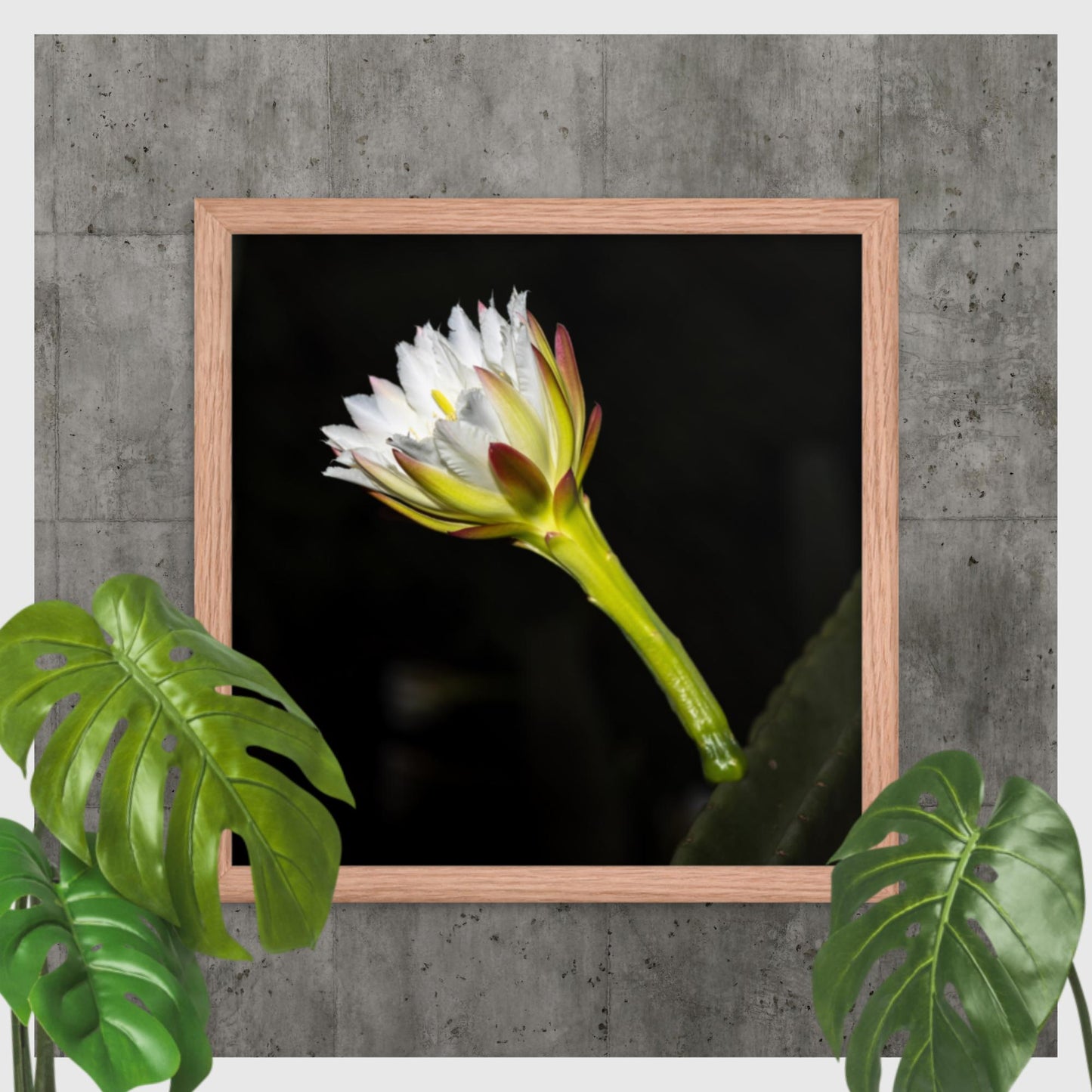 Night-blooming Cereus Cactus Flower - Framed poster