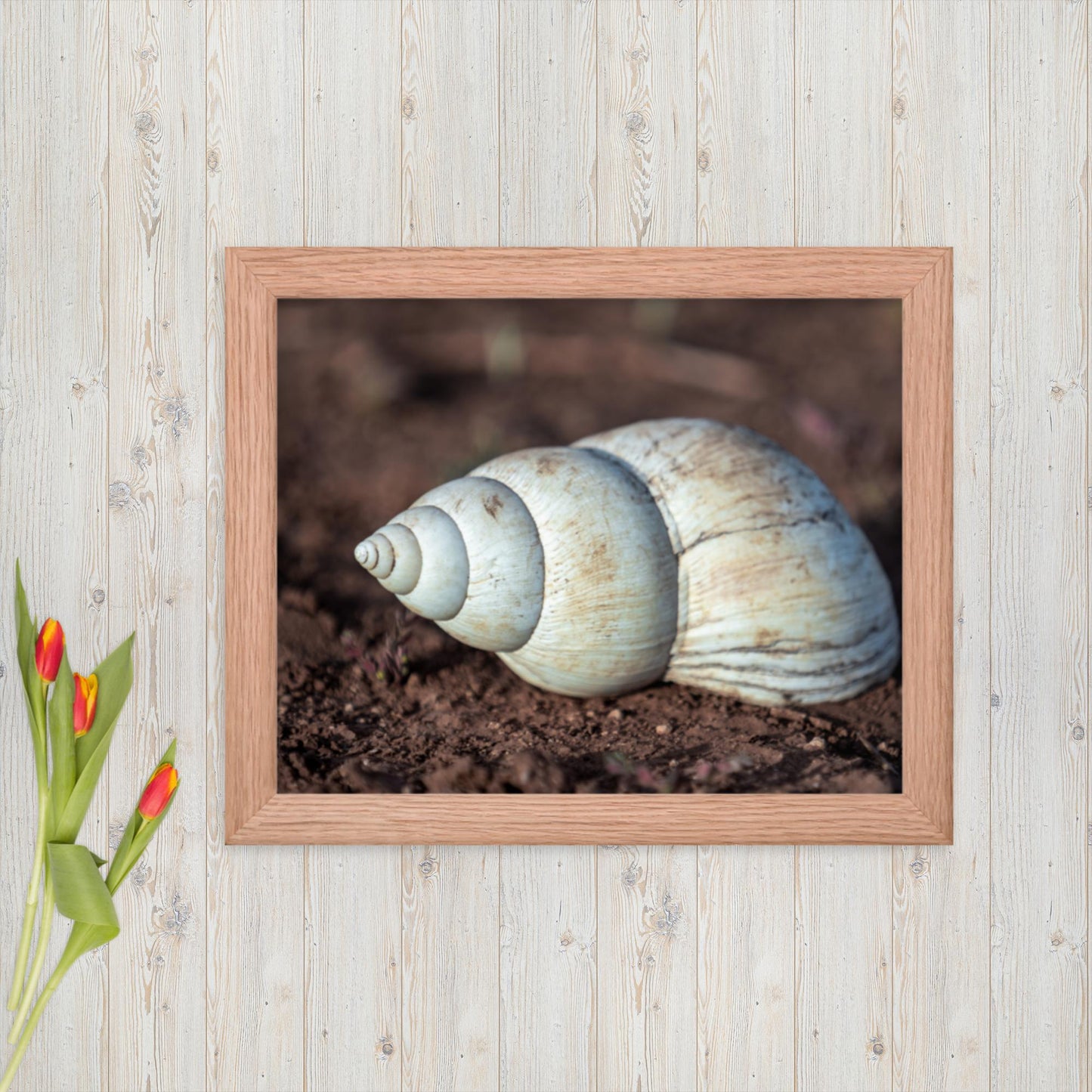 Spiral of Serenity - Giant Snail Shell - Framed poster