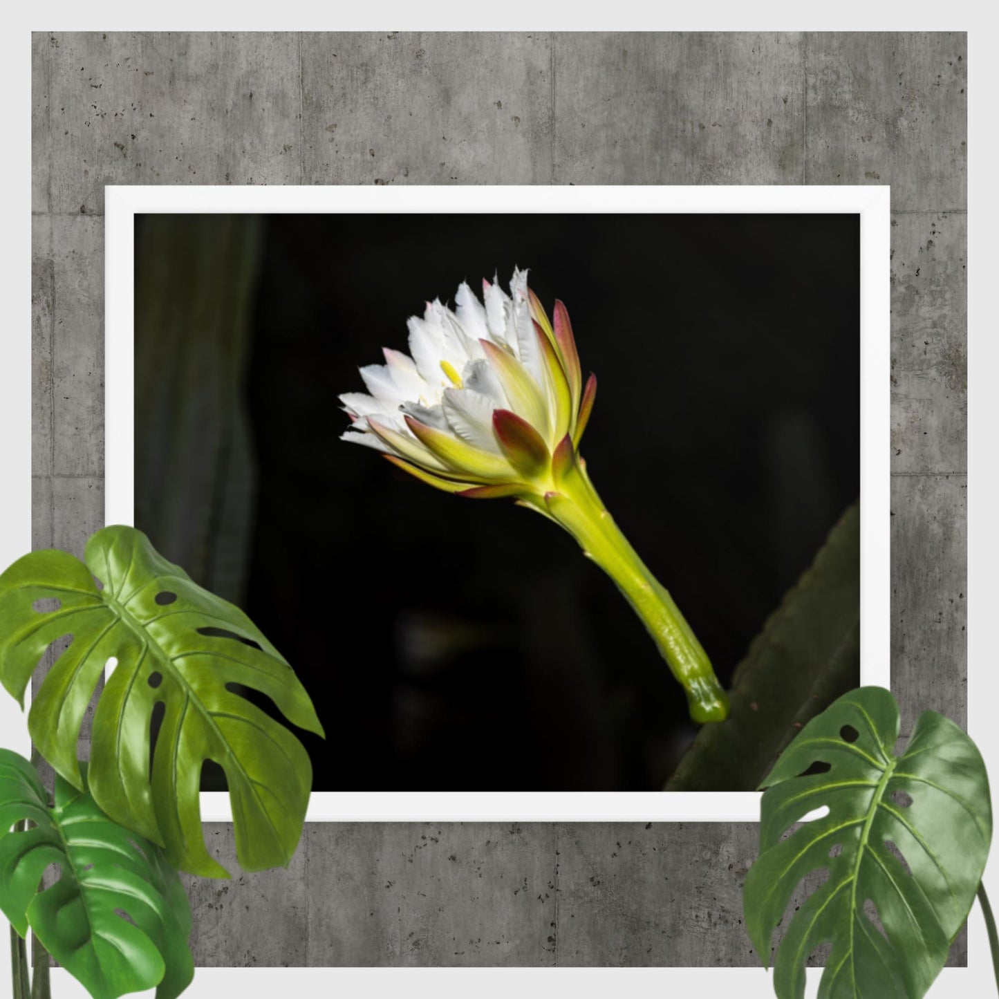 Night-blooming Cereus Cactus Flower - Framed poster
