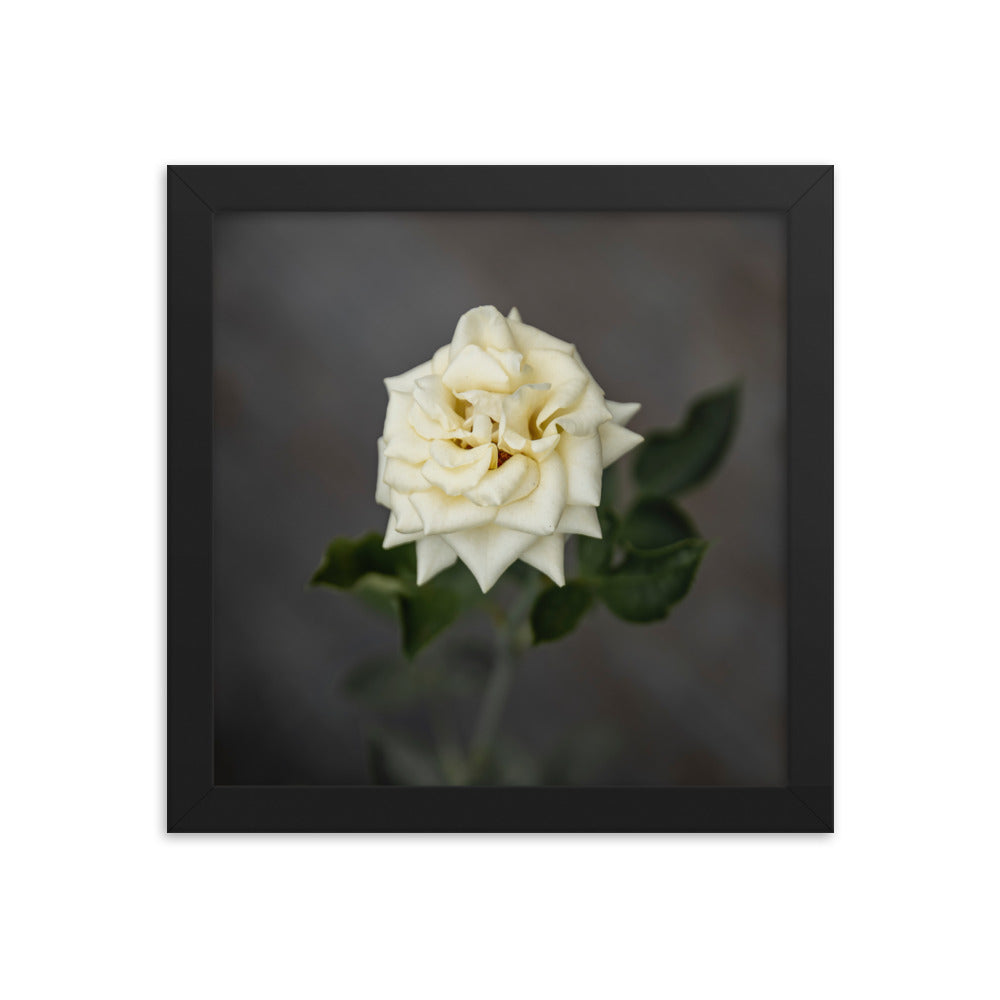 White Rose - Framed photo paper poster